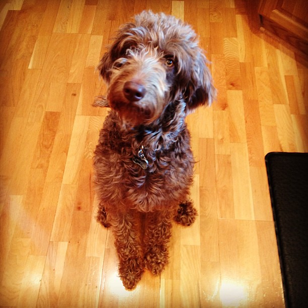 Dog sitting the muppet today