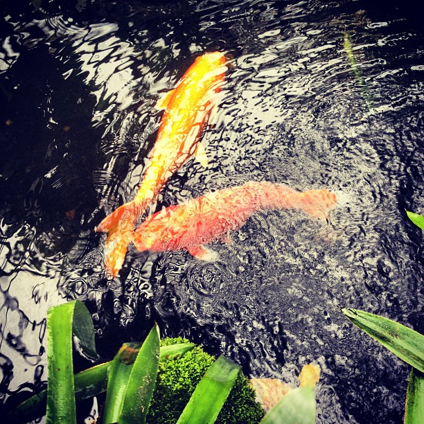 Koi