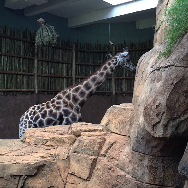 Giraffe