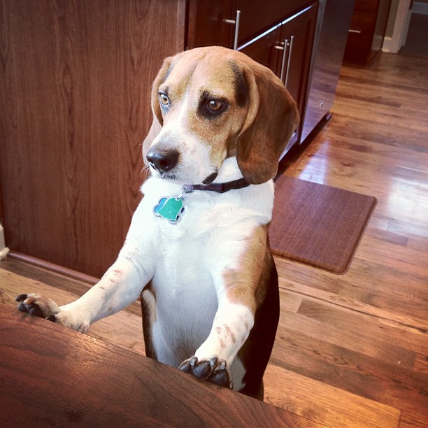 Jasper wants more food