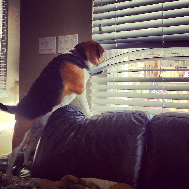 This is the same blind that Jasper chewed to pieces and then we replaced.
