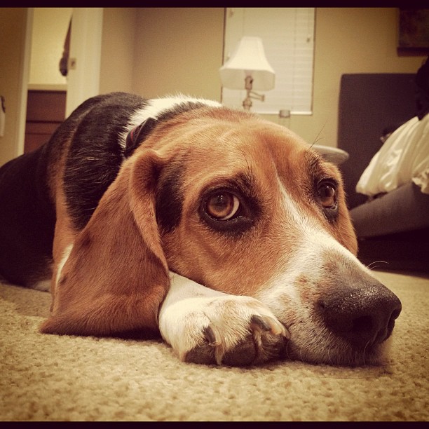 This is Jasper's "You're leaving me, aren't you?" face. Pull out the suitcase and he turns on the guilt trip.