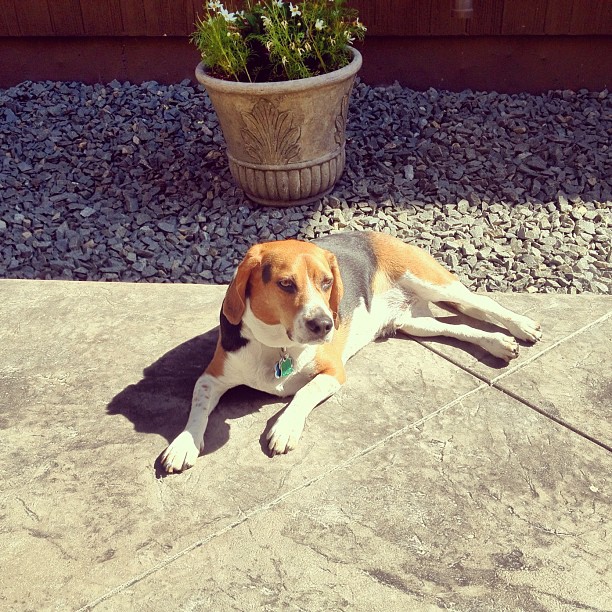 Over 100 and the dog wants to be outside!
