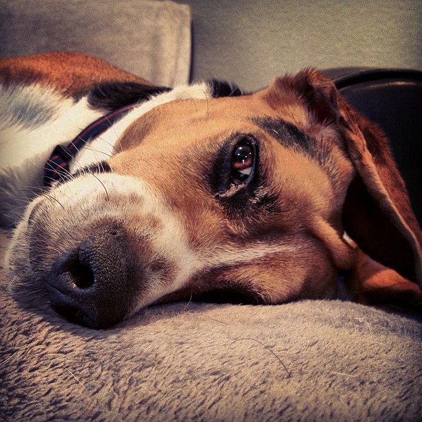 Sleepy dog