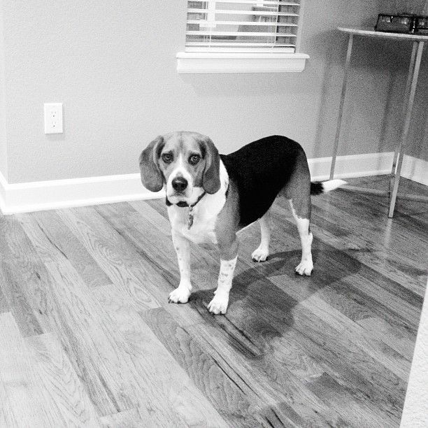 You're taking me for a walk, right?