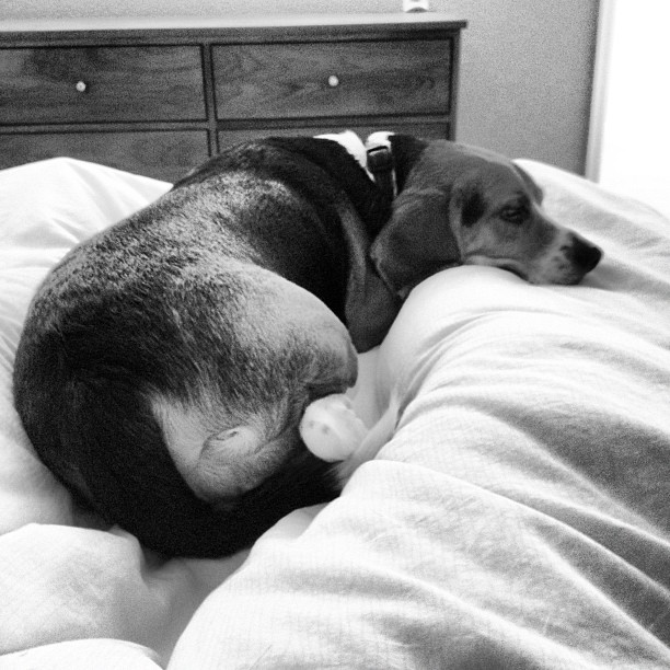 Long week. Draining day. Nappin' with the pup.