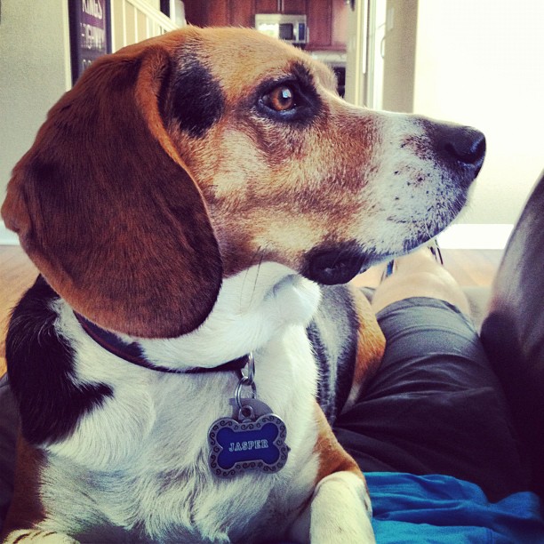 Pretty puppy