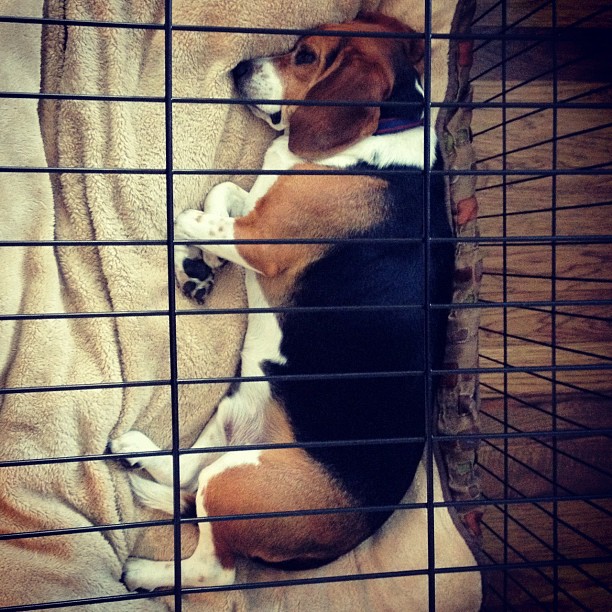 Sleepy puppy