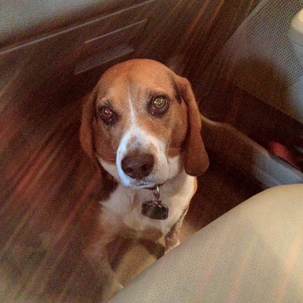 Jasper does NOT want to start his day.
