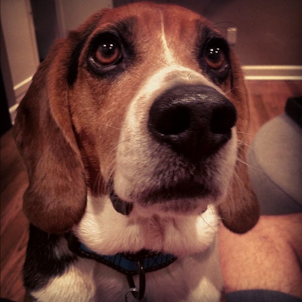 Gotta love that face.