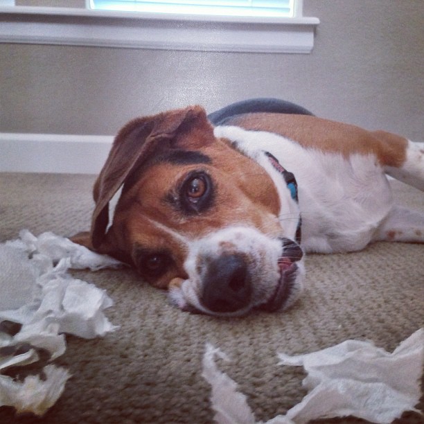 Cranky pants