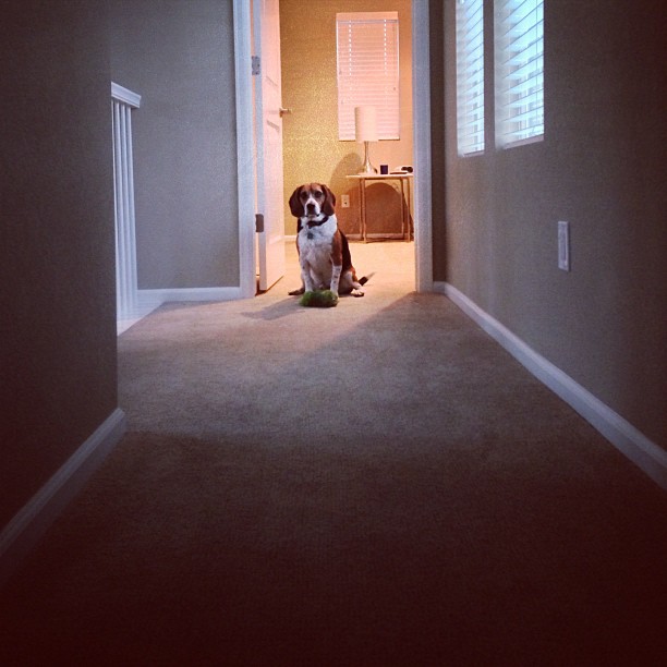 Jasper's form of fetch: you throw the toy a long distance, he retrieves in and runs back just a few feet. You have to go get it from him. Essentially you are the one fetching.
