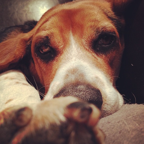 The look you get when trying to wake a lazy dog.