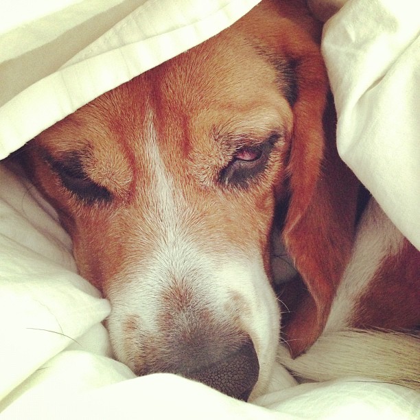 Jasper had a tummy ache starting around 3am. I think he's finally feeling better and thankfully he's exhausted.