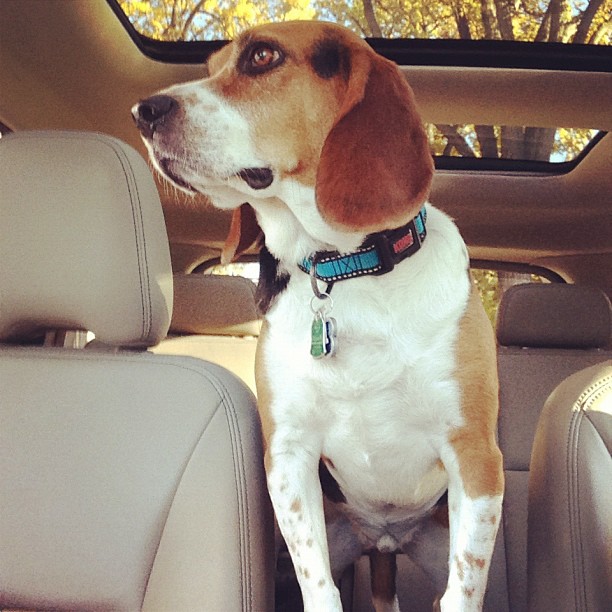 Jasper's commute.