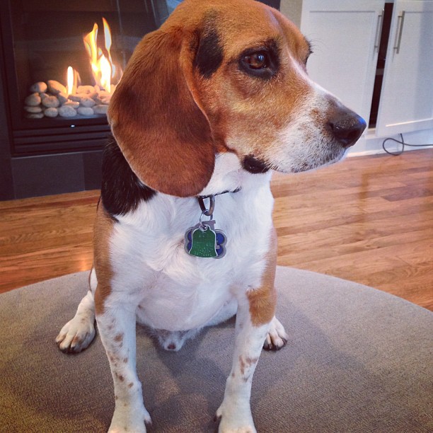 Jasper tries to figure out what he's going to be for Halloween.