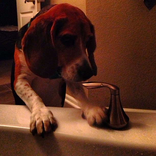 Nice relaxing soak until Jasper decided to make the entire tub his new water bowl.