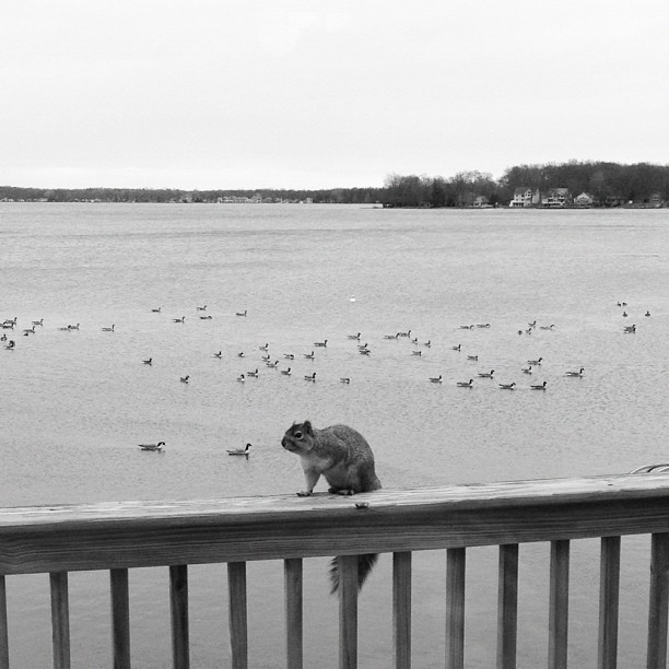 Wildlife