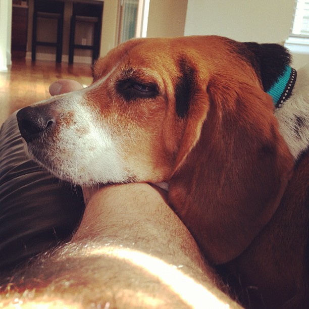 All I am to Jasper is a food provider and a pillow.