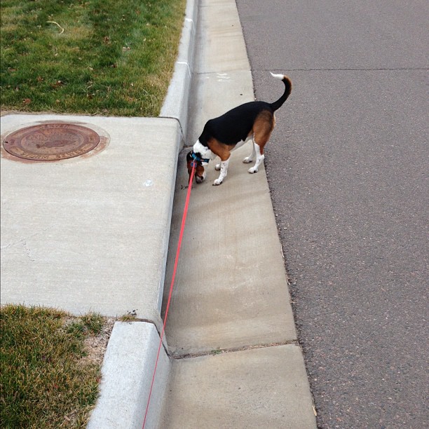 Years ago, Jasper chased a bunny into a storm drain. Now he must inspect every drain he passes.