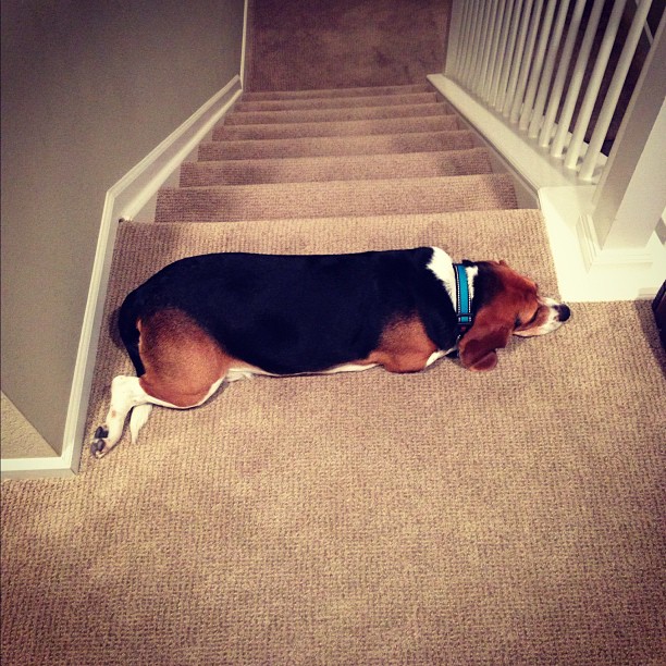 "If I lay in front of the stairs, he won't be able to leave!"