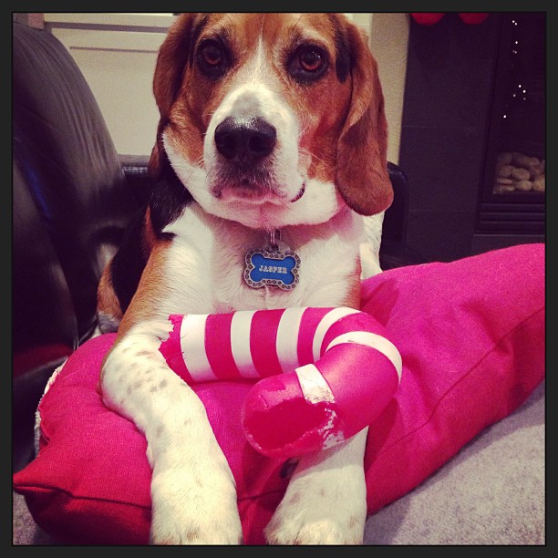 Jasper gets in the holiday mood.