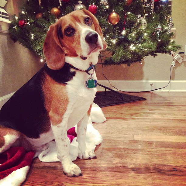 Jasper has been stealing ornaments off the tree.