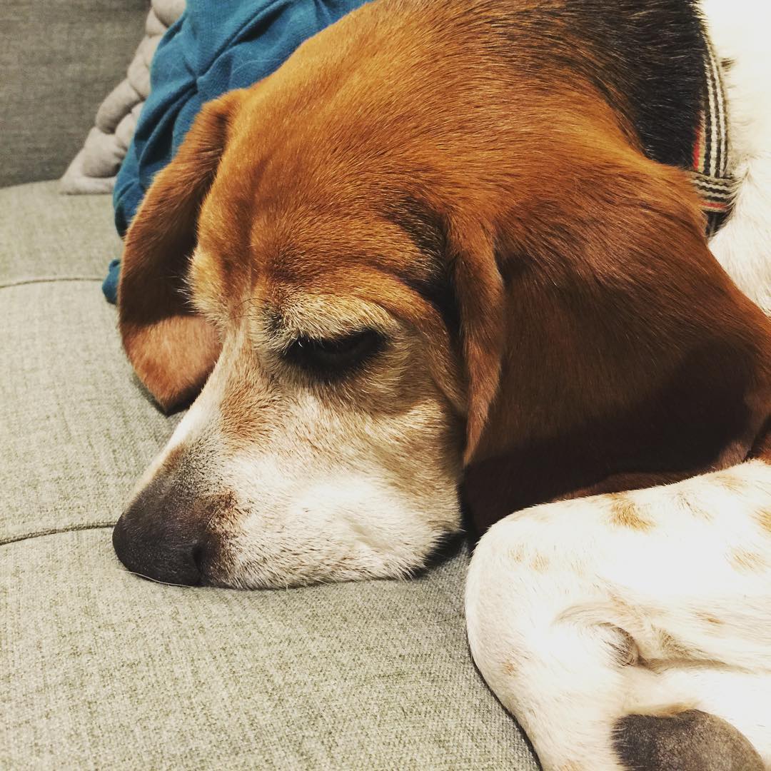 Exhausted, he face planted his nose so much that he could barely breathe. I had to move him.