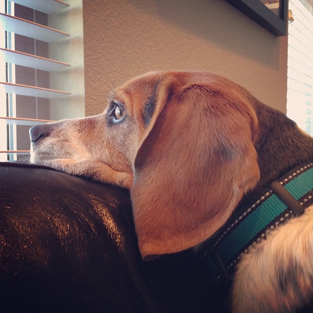 Daydreaming of summer walks.