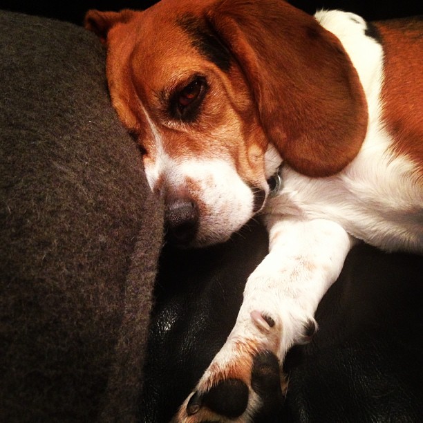 Sunday evening sleepiness