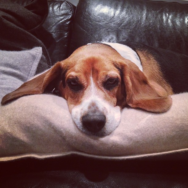 After a day at the doctor and  then dentist, Jasper is tuckered out.
