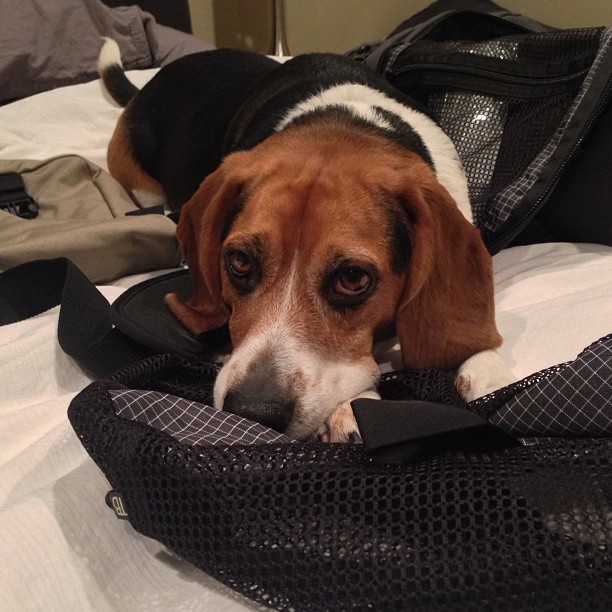 Sad I'm leaving this guy for 4 weeks. And he's sad too.