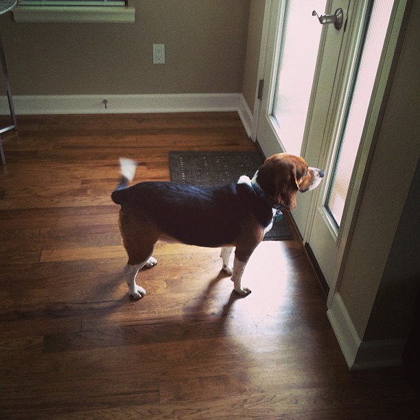 Messages from the dog sitter at home make me miss Jasper! Thanks for taking good care of him, Jena!