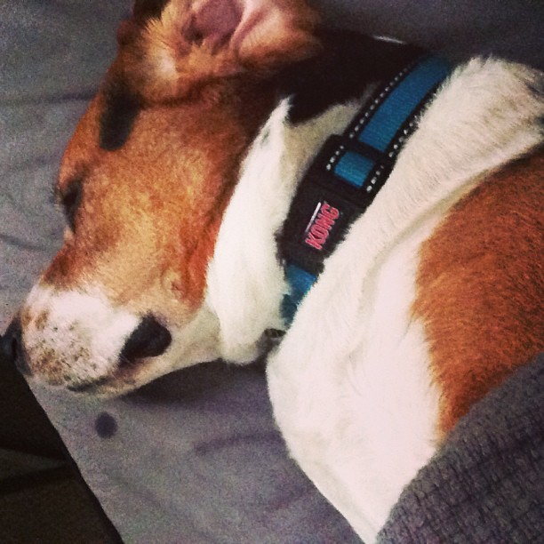 Jasper won't leave my side