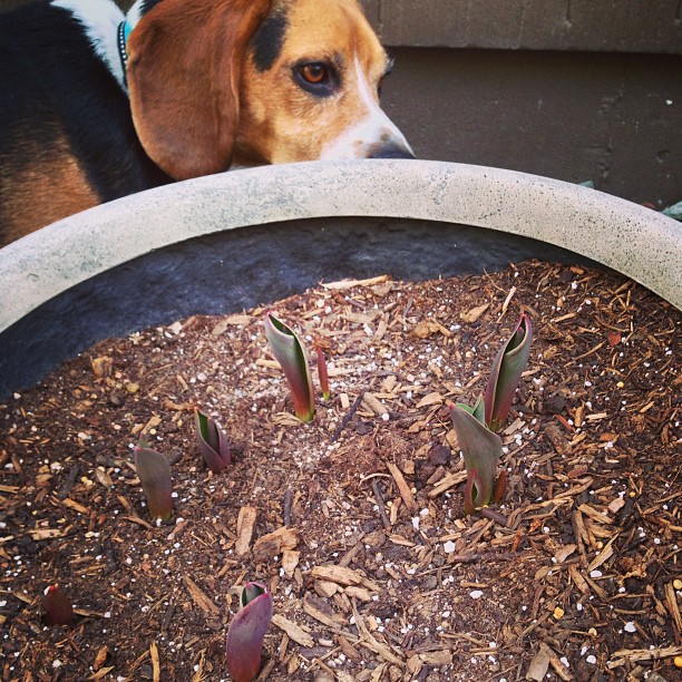 Jasper inspects my blooming tulips.