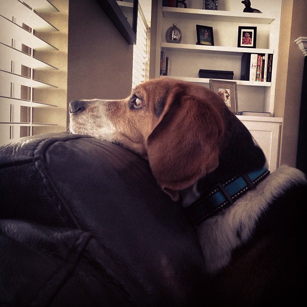 Jasper wants to go play in the snow.