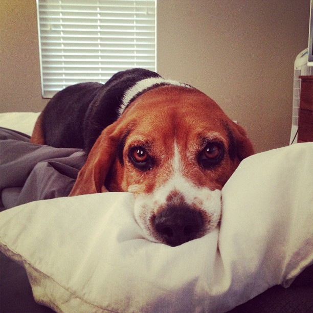 Someone is not happy he's heading to the Pet Hotel.