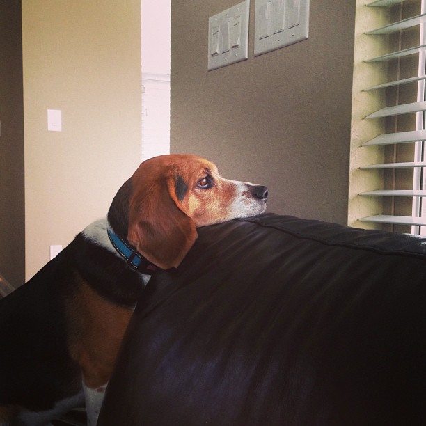 Jasper is not happy that it's not warm enough to hang outside.