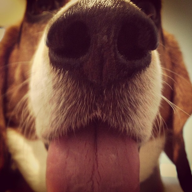 Tongue