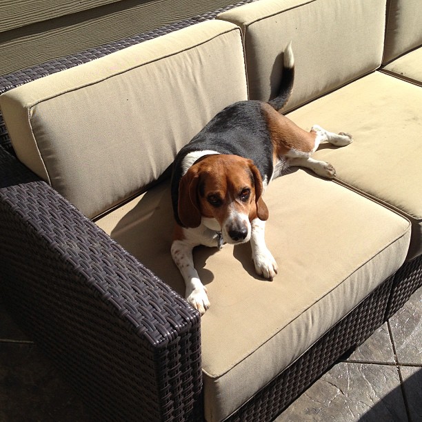 It's 43 degrees and this is where I find Jasper after 30 minutes.