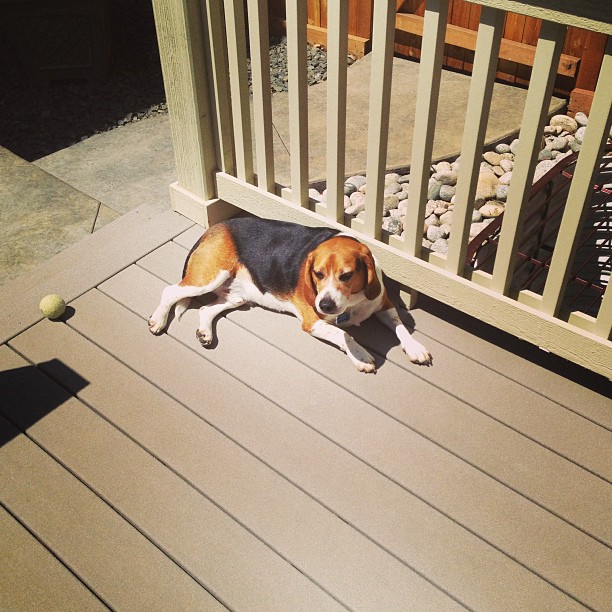 Sun Dog