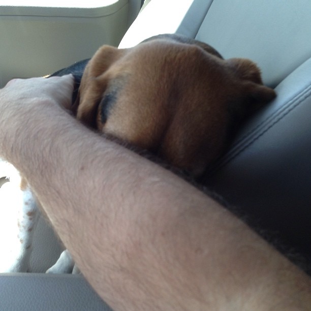 In the car, Jasper only rides with head out the window or head buried under my arm. Odd dog!