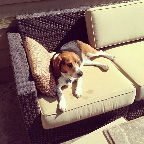 Where I frequently find Jasper. Are there doggy retirement homes in Florida or Arizona I can send him to?