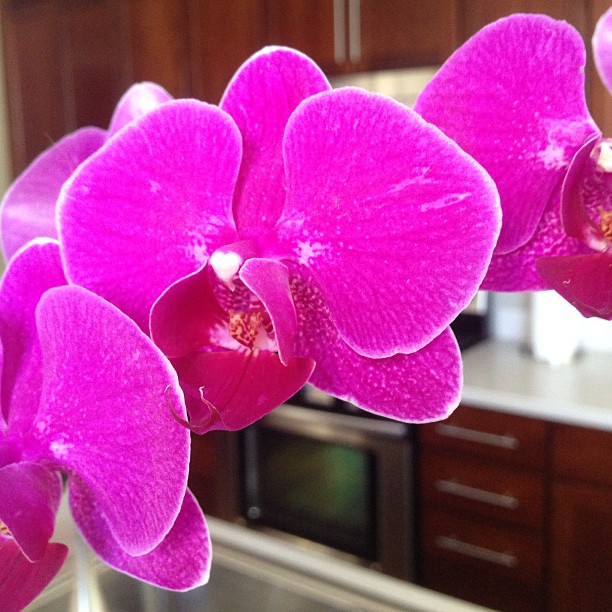 My kitchen orchid is coming along nicely.