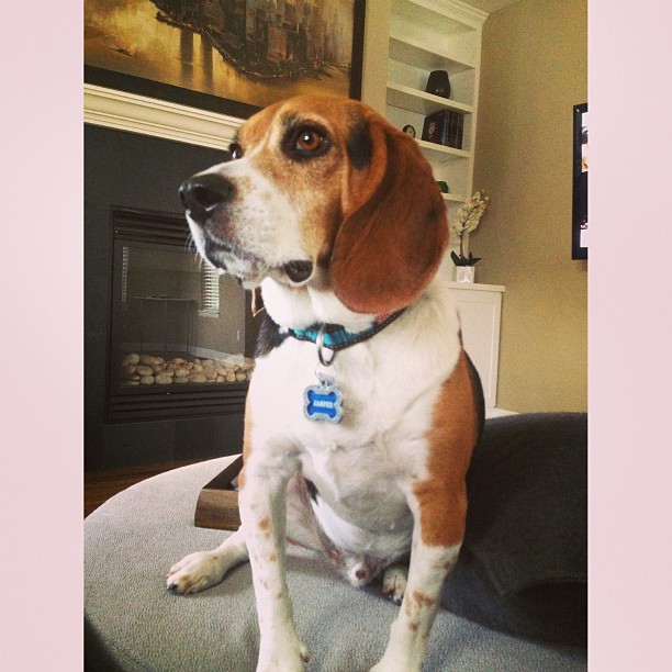 This is what a dog who wants to go outside looks like.