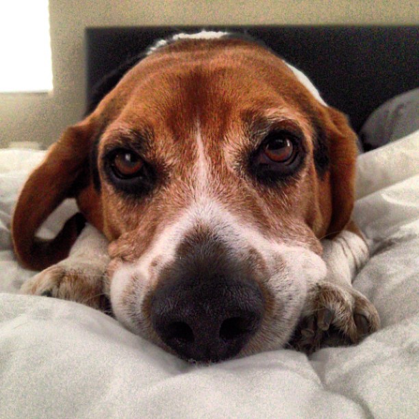 Sleepy puppy