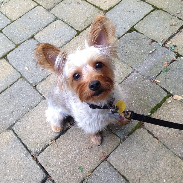 I shrunk Jasper.