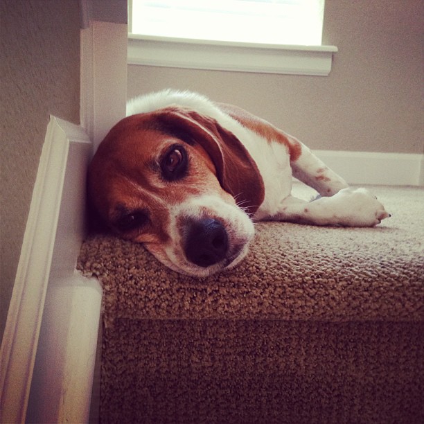 Lots of changes today and Jasper isn't taking them well.