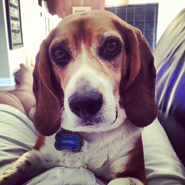 After a week and a half away, Jasper is finally home again. All is right in the world.