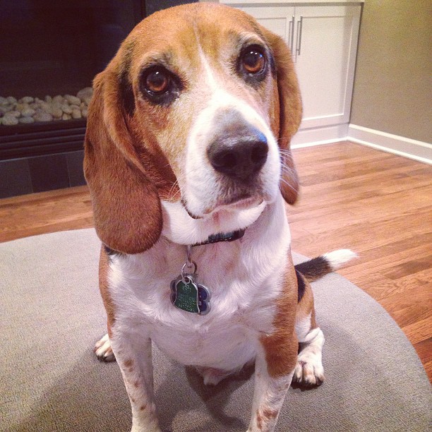 This dog doesn't understand why he can't go outside without getting wet.